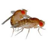 fruitflies
