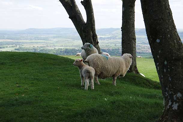 Chanctonbury Ring
